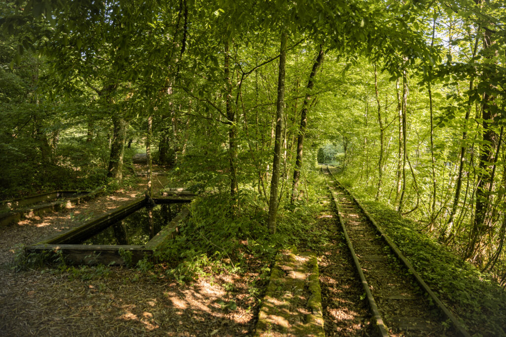 Seit der Einstellung des Tonabbaus im Jahr 1998 erobert die Natur das Gelände der Eriwis zurück. Binding Preis für Biodiversität 2025. © Stefanie Würsch