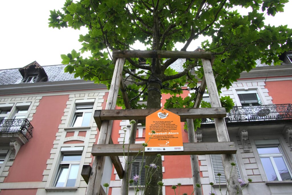 Abschlussevent Preisträger 2021 Naturama Aargau in Baden im Mai 2025. Schneeball-Ahorn Binding-Baum in Baden. (c) Plan biodivers
