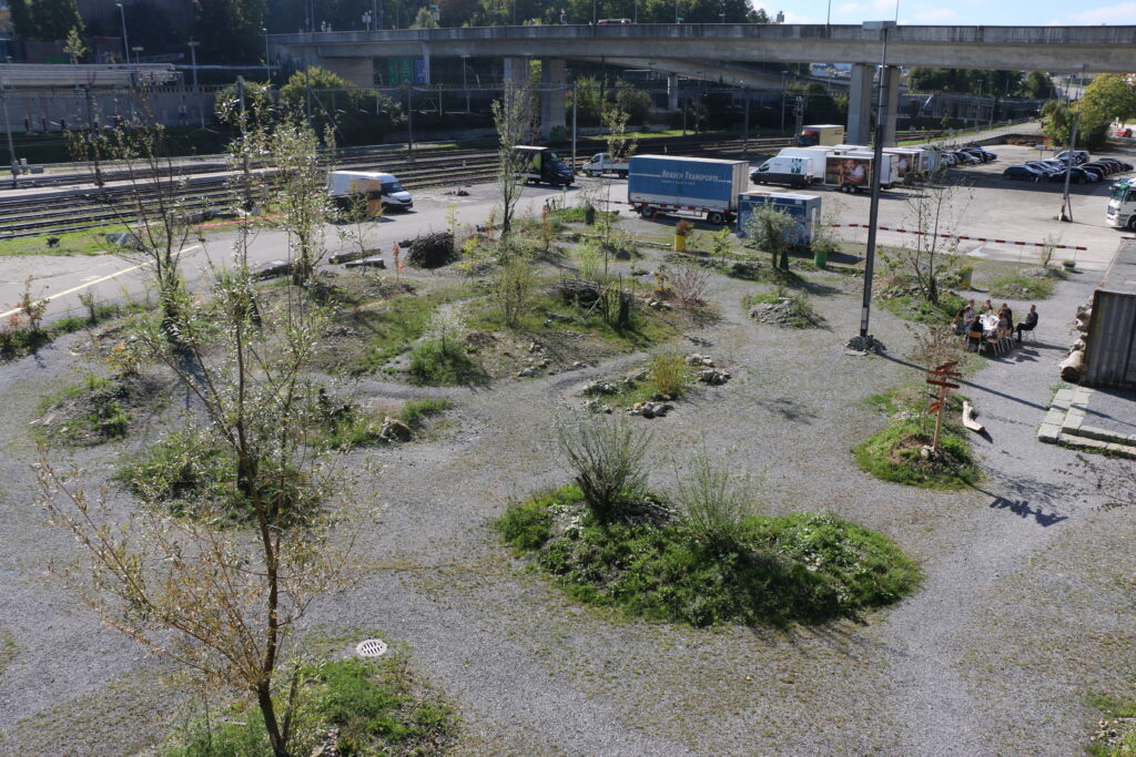 Neue Fläche des Areal Bach knapp ein Jahr nach der Pflanzung am Schlussanlass für die Jury am 2. Oktober 2025