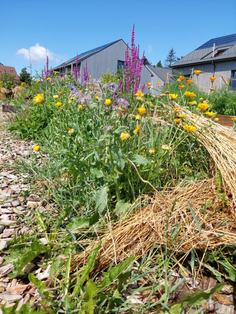 Eindrücke aus Pra Roman im Sommer 2025