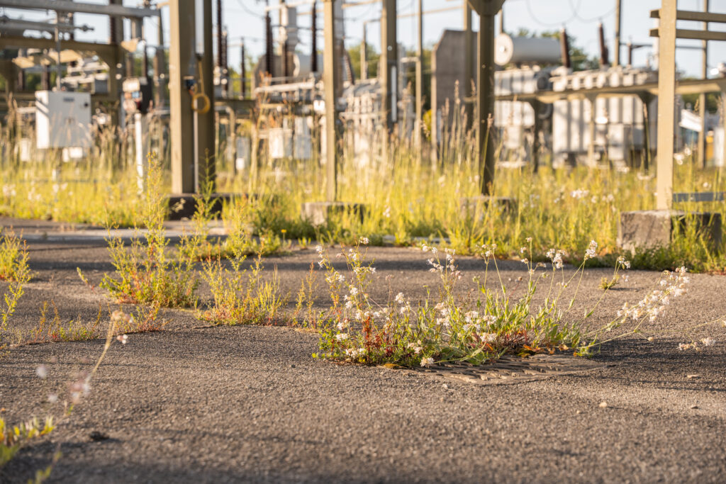 Pflanzen spriessen aus Lücken im Asphalt, im Hintergrund das Unterwerk. Binding Anerkennungspreis 2026