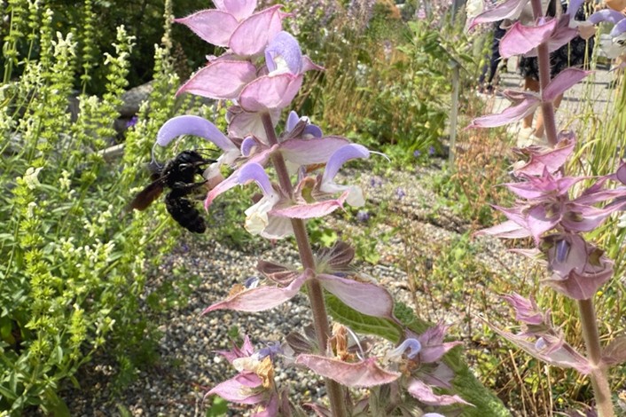 Eine Blauschwarze Holzbiene sucht sich Nektar. Binding Preis für Biodiversität 2026